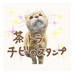 茶トラ猫・チビのスタンプ
