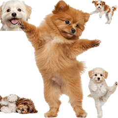 BIG!  ポメプー　実写