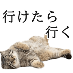 ぐうたらマヌルネコ　実写