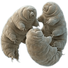 クマムシ　実写