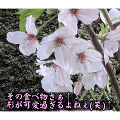 桜の画像スタンプ18