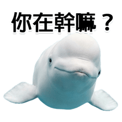 BIG! 【デカ文字】ずっと（台湾華語）