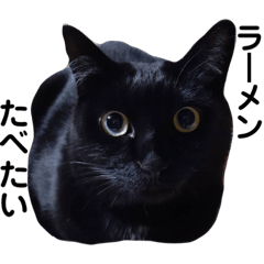 黒猫　こももちゃん(日常)