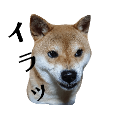 柴犬 むぎ 2