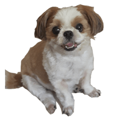 Meimei - The Cute Little Dog