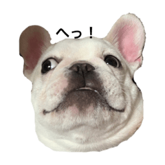 フレンチブルドッグ　スタンプ