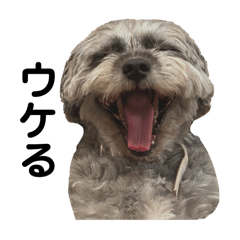 【実用的】世界一かわいい犬のスタンプ!!!