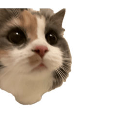 らむでいっぱい