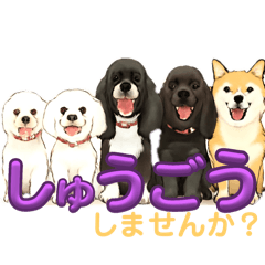 我が家の癒しアメコカのチョコ＆リント