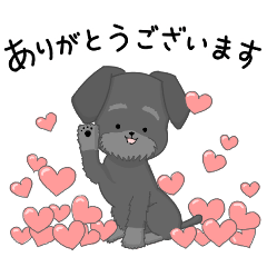 My color シュナウザー　黒