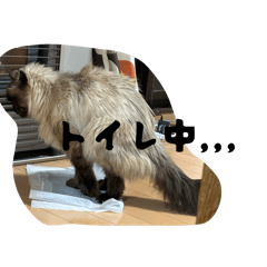 シンバの日常&#39;ᴗ&#39;