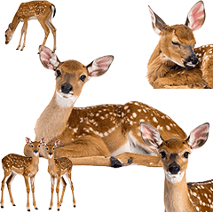 子鹿シカ　実写