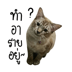 _NongYadom_04_20251123042912