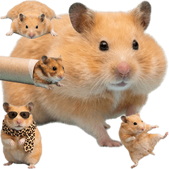 BIG! ゴールデンハムスター　実写!