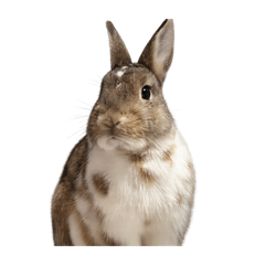 うさぎのまつたけ①