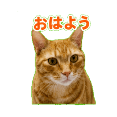 ネコ〜毎日つかえるひとことスタンプ