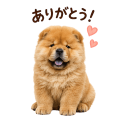 Fuwa chowchow