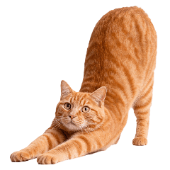 The cat is online again.