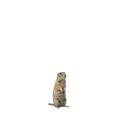【小さく表示される】リチャードソンジリス