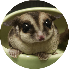 Sugar Glider pii-wu 3rd