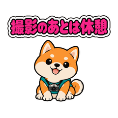 写真好きの父へ 動く柴犬便り