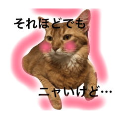 ソラねこ