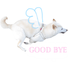 ほのぼのきなこちゃん