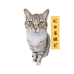 ネコかき集めスタンプ