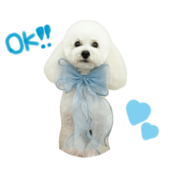 トイプードルのとろろくん