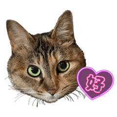 うちのさびねこ