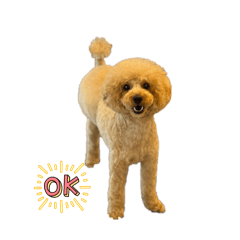 トイプードルのテディ④