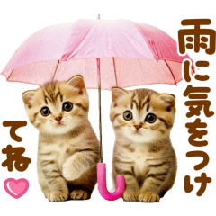 梅雨初夏♡にゃんこ