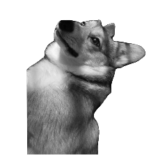 自家製コーギー