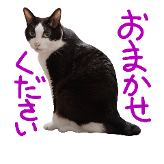 猫の形ていねい語スタンプ時々関西弁～実写