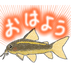 落書き風コリドラスたち