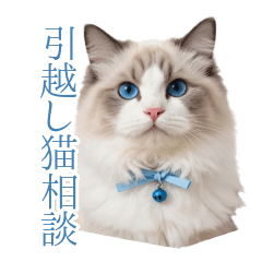 癒しのラグドール猫♪引越しと日常