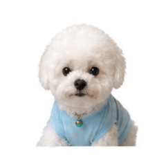 Maltese puppy Yuki life