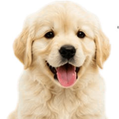 Jummum The Golden V.10