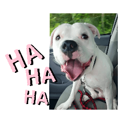 Chai and Friends Pt. 2