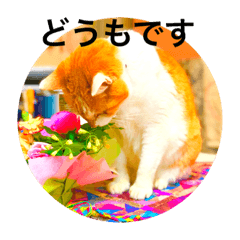 猫と花の日々