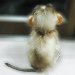 Jackie the Baby Monkey