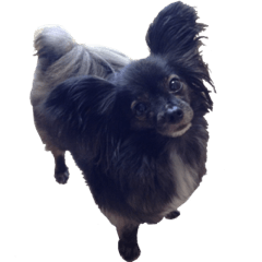 papillon mix dog
