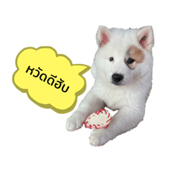 Shiro_whitedog