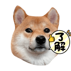 Lulu dog_20210703160914