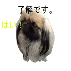 Dog and cat sticker 999