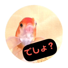 可愛い金魚たちの日常(2)