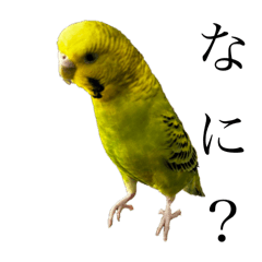 インコ　インコ