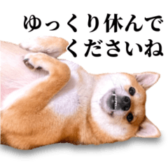 ありのままの柴犬【ゆる〜い敬語】