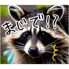 アライグマのリアクション