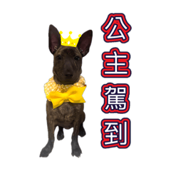 Cyclone Jocker_20250328202538